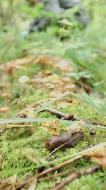 Cogumelos Mel Crescem Uma Árvore Caída Grande Número Cogumelos Floresta — Vídeo de Stock