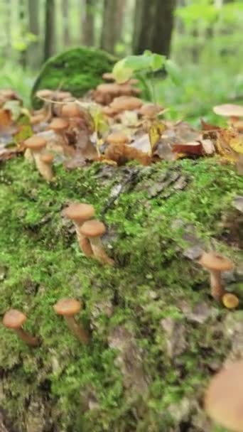 Funghi Miele Crescono Albero Caduto Gran Numero Funghi Nella Foresta — Video Stock