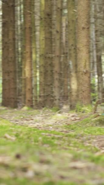 Obserwuję Młodą Kobietę Lesie Powodu Drzewa Zbiera Grzyby Pionowe Wideo — Wideo stockowe