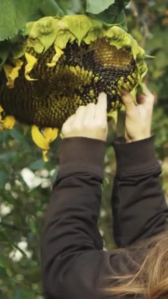 Genç Kadın Tohumları Uzun Büyük Bir Ayçiçeği Topluyor Yakın Plan — Stok video