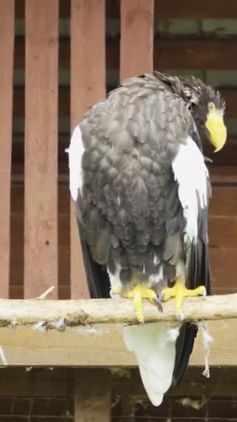 Águila Cola Blanca Sienta Una Rama Limpia Sus Plumas Zoológico — Vídeo de stock