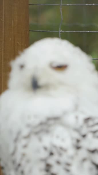 一只白色的极地猫头鹰凝视着我 动物园 垂直录像 — 图库视频影像