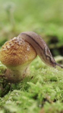 Mantarlı salyangoz Armillaria mellea, balçık. Yosun üzerinde, makro Dikey video.