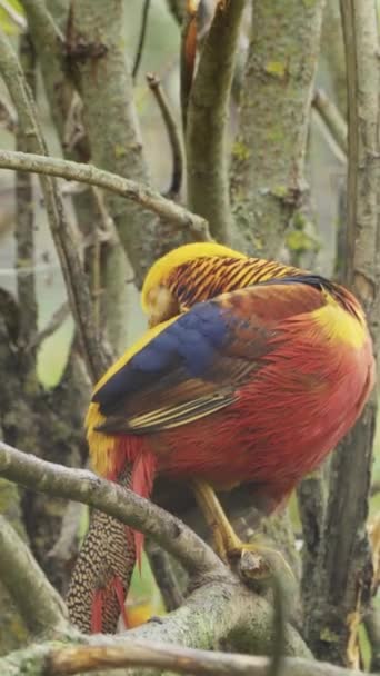Chrysolophus Pictus Red Golden Pheasant — 비디오