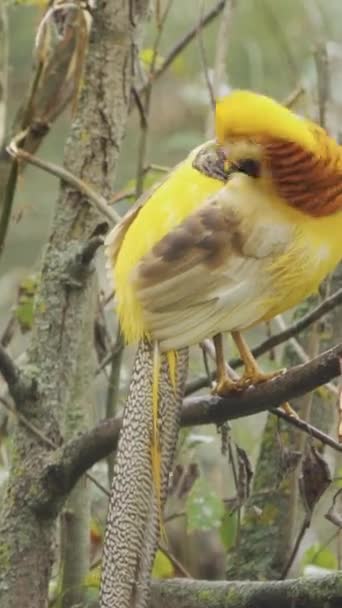 菊花或金鸡坐在一棵树上垂直拍摄的录像 — 图库视频影像