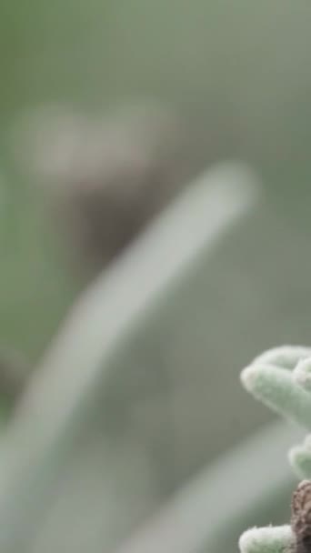 Wasp Spí Větvi Levandule Makro Snímek Svislé Video — Stock video