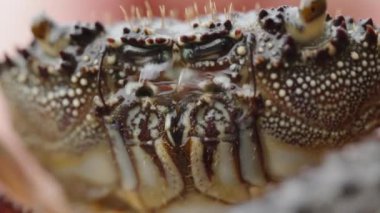 Dikenli bir yengeç ağzına baloncuk üflüyor. makro çekim.