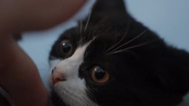 İki siyah beyaz kedi elimi kokluyor, yakından..