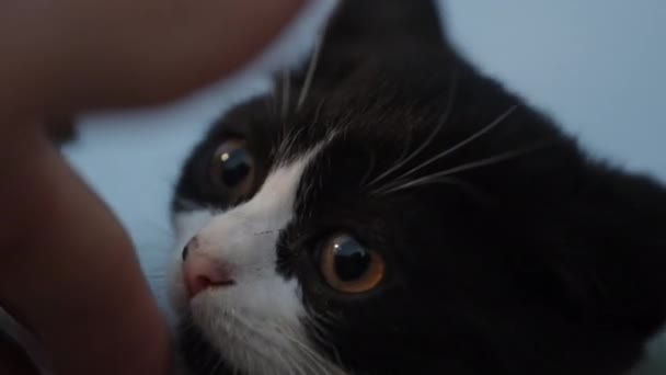 Два Черно Белых Котенка Нюхают Мою Руку Крупным Планом — стоковое видео