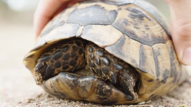 Żółw Ukrył Się Skorupie Biorę Przekręcam Zbliżenie — Wideo stockowe