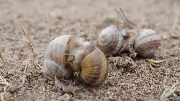 Αναπαραγωγή Σαλιγκαριών Δύο Ζευγάρια Σαλιγκαριών Ενωμένα Στην Άμμο Μακρό Πλάνο — Αρχείο Βίντεο