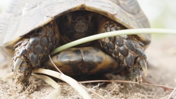 Een Schildpad Het Zand Verbergt Zich Zijn Schelp Kijkt Camera — Stockvideo