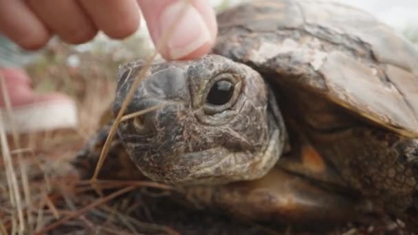 Turtle Sticks Its Head Out Its Shell Stroke Finger Extreme — Stock Video