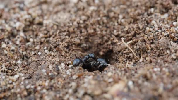 一只大蚂蚁在沙子上挖一个洞 一只小蚂蚁干扰了它 宏观射门 — 图库视频影像