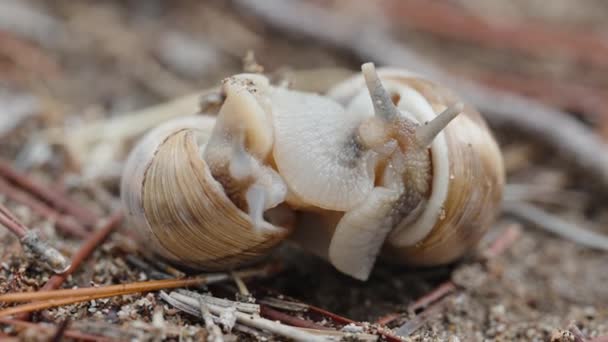 Reproduction Escargots Deux Sont Enchevêtrés Lentement Oeil Dehors Plan Macro — Video