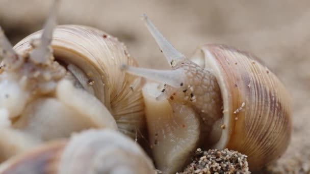 Salyangozlar Kum Üzerinde Ürerler Hepsi Kum Taneleri Ile Kaplıdır Makro — Stok video