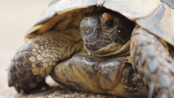 Želva Uvnitř Skořápky Pohybuje Hlavou Nahoru Dolů Zblízka — Stock video