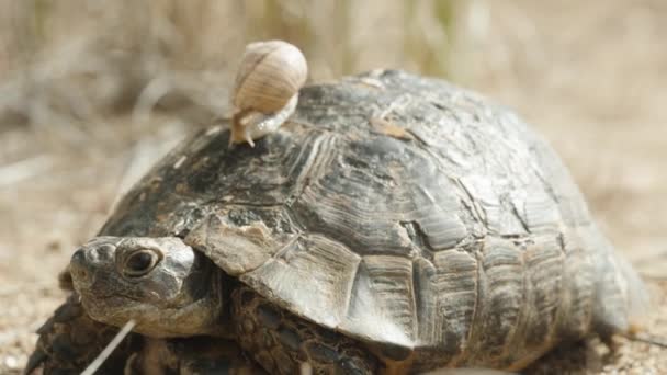 Ślimak Czołgający Się Skorupie Żółwia Zbliżenie — Wideo stockowe