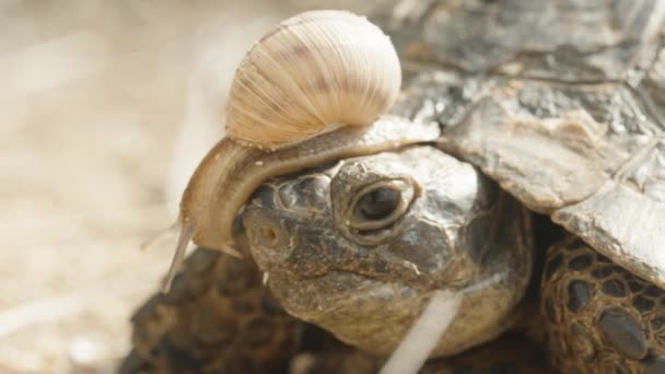 Ślimak Czołgający Się Głowie Żółwia Zbliżenie — Wideo stockowe