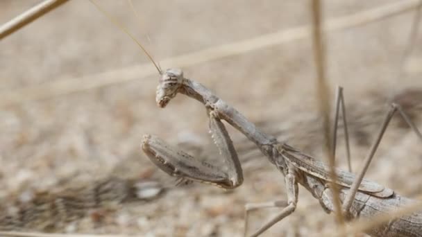 Desert Mantis Grama Seca Quadro Macro — Vídeo de Stock