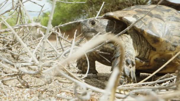 Tartaruga Presa Nos Ramos Uma Árvore Seca Deserto Close — Vídeo de Stock