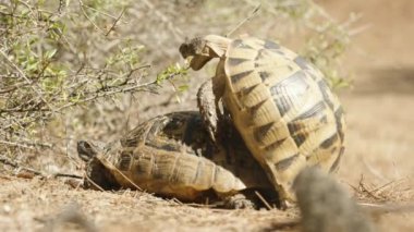 Çöldeki kaplumbağalar, üst üste, ağızlarını açıp dillerini çıkarırlar, yakın plan..