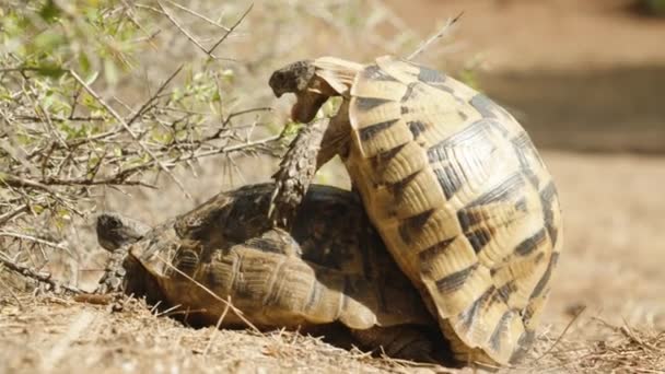 Tartarugas Companheiro Deserto Uma Cima Outra Abrem Boca Estendem Língua — Vídeo de Stock