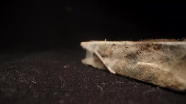 Eski ahşap bir mandal. Küf ve pasla kaplı. Siyah bir arka planda. Dolly kaydırıcı, aşırı yakın çekim..