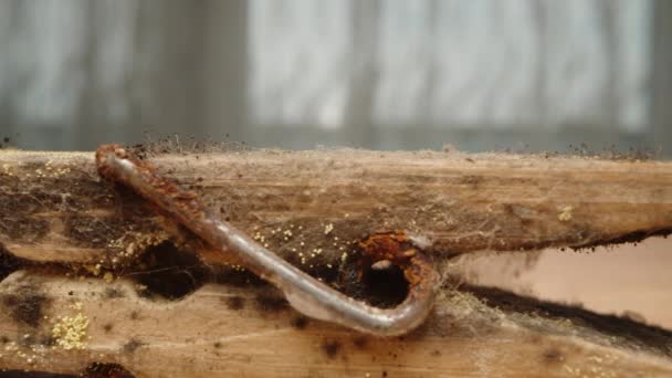 Eski Ahşap Bir Mandal Üzerinde Küçük Mantarlar Yetişir Örümcek Ağlarıyla — Stok video
