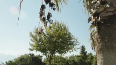 Palmiye ağacından sarkan siyah meyve demetleri