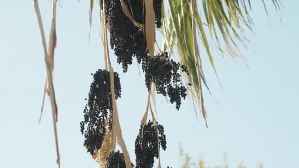 Zwarte Trossen Fruit Hangen Aan Een Palmboom Tegen Een Blauwe — Stockvideo