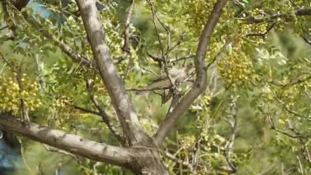 Turtledove Sits Tree Nails Green Fruits Flies Away Slow Motion — Stock Video
