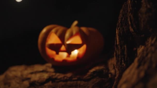 Zucca Halloween Candele All Interno Sulle Radici Grande Albero Nella — Video Stock