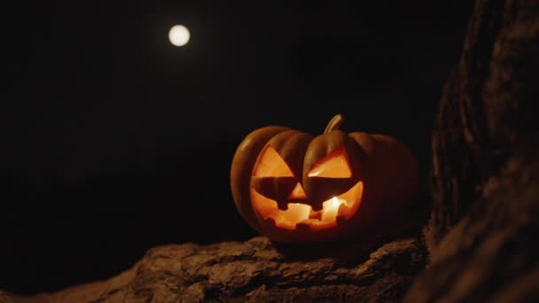 Calabaza Halloween Las Raíces Gran Árbol Bosque Por Noche Luna — Vídeo de stock
