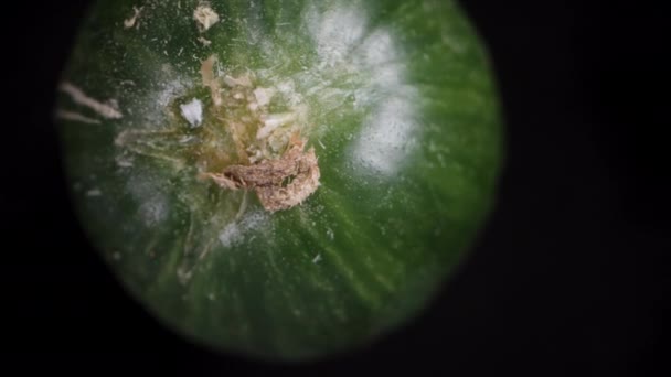 黄瓜在黑色背景上旋转 多莉滑行极端特写 顶部视图 — 图库视频影像