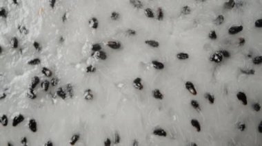Kemikli beyaz pitahaya posası. Extreme makro zoom. Kamera yukarı hareket ediyor, dönüyor..