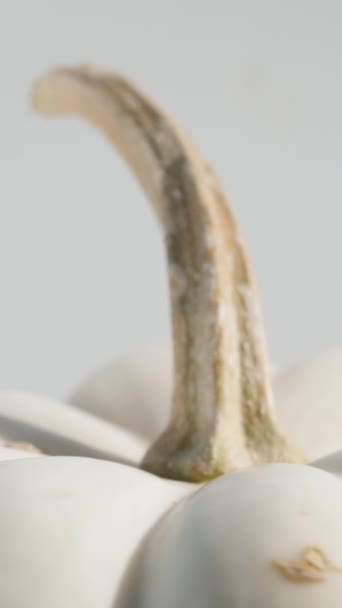 垂直录像 一只白色的小南瓜在白色的背景上紧密地旋转着 — 图库视频影像