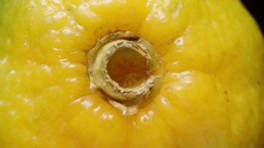 Sarı mandalinanın ucu, ekstrem makro, dönüş.