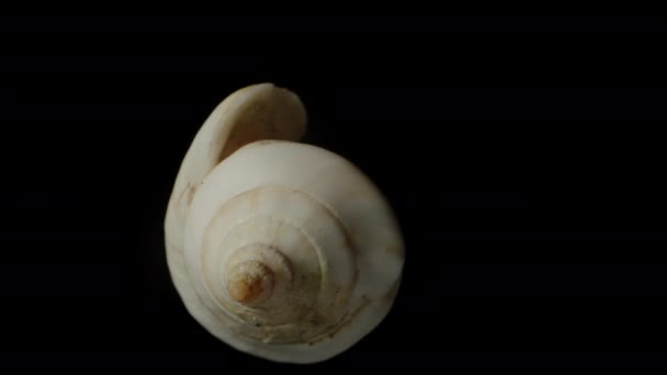 スパイラルの形をした貝殻は 黒い背景に回転し 影に消え クローズアップ — ストック動画