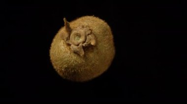 Kivi döner, ikiye ayrılır ve durur, yakın plan. Siyah bir arkaplanda