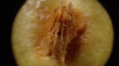 Keskin kemikli yarım erik. Ekstrem makro, zoom. Yavaşça düşüyor ve uzaklaşıyor. İzole edilmiş siyah arka plan. Döndürme.