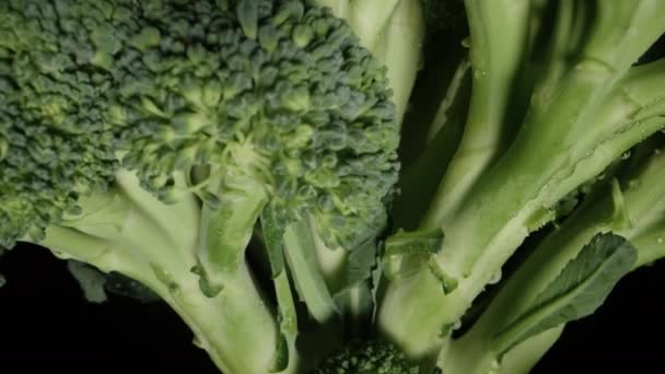 Brokolice Kapkách Vody Otáčí Černém Pozadí Extrémní Makro — Stock video
