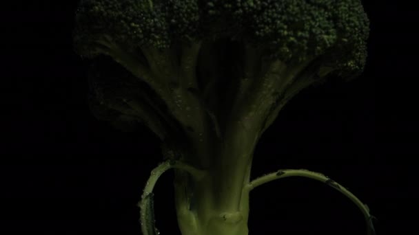 Černém Pozadí Otáčí Brokolicový Keř Ním Otáčí Světlo Kapky Vody — Stock video