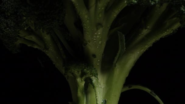 Arbusto Brócoli Gotitas Agua Gira Sobre Fondo Negro Luz Apaga — Vídeos de Stock