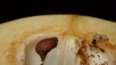 Solucan, ayva ya da elma yarımları üzerindeki larva, siyah arkaplanda makro fotoğrafçılık..