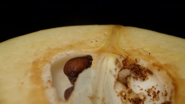 Σκουλήκι Αφοδεύει Μέσα Στον Καρπό Ενός Κυδώνι Μήλου Μακροφωτογραφία Μαύρο — Αρχείο Βίντεο