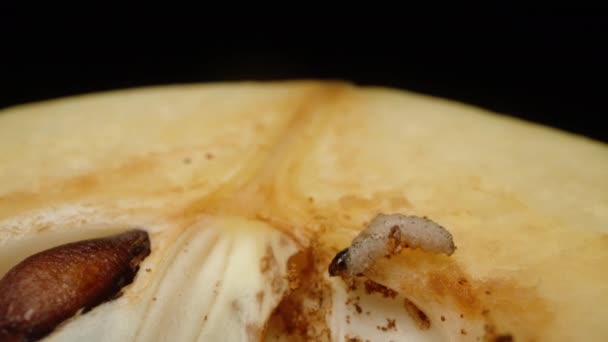 Verme Larva Marmelo Maçã Metades Macrofotografia Fundo Preto Dolly Deslizante — Vídeo de Stock