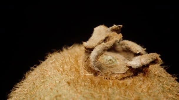 奇异果的顶部 一朵干枯的花 特写镜头 毛茸茸的猕猴桃旋转 — 图库视频影像