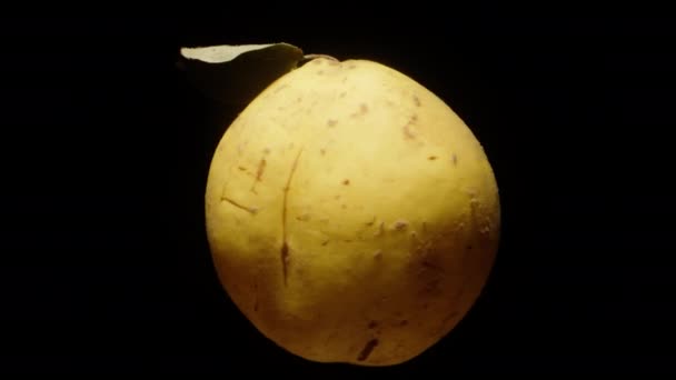 Eine Einzige Gelbe Quittenfrucht Mit Einem Kleinen Blatt Rotiert Auf — Stockvideo