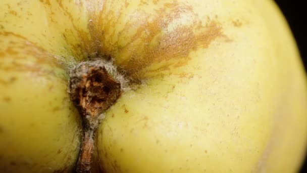Küçük Yapraklı Ayva Meyvesi Makro Yakınlaştırma Siyah Arka Planda Dönüş — Stok video
